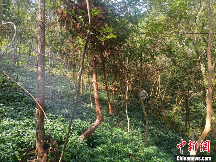“空心村”长出“致富草”：从一人试种到全村增收