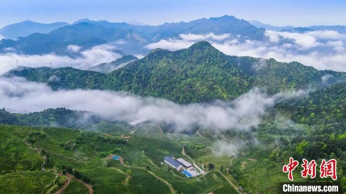 （身边的变化）数字赋能集体林权制度改革 浙江常山林下“淘金”